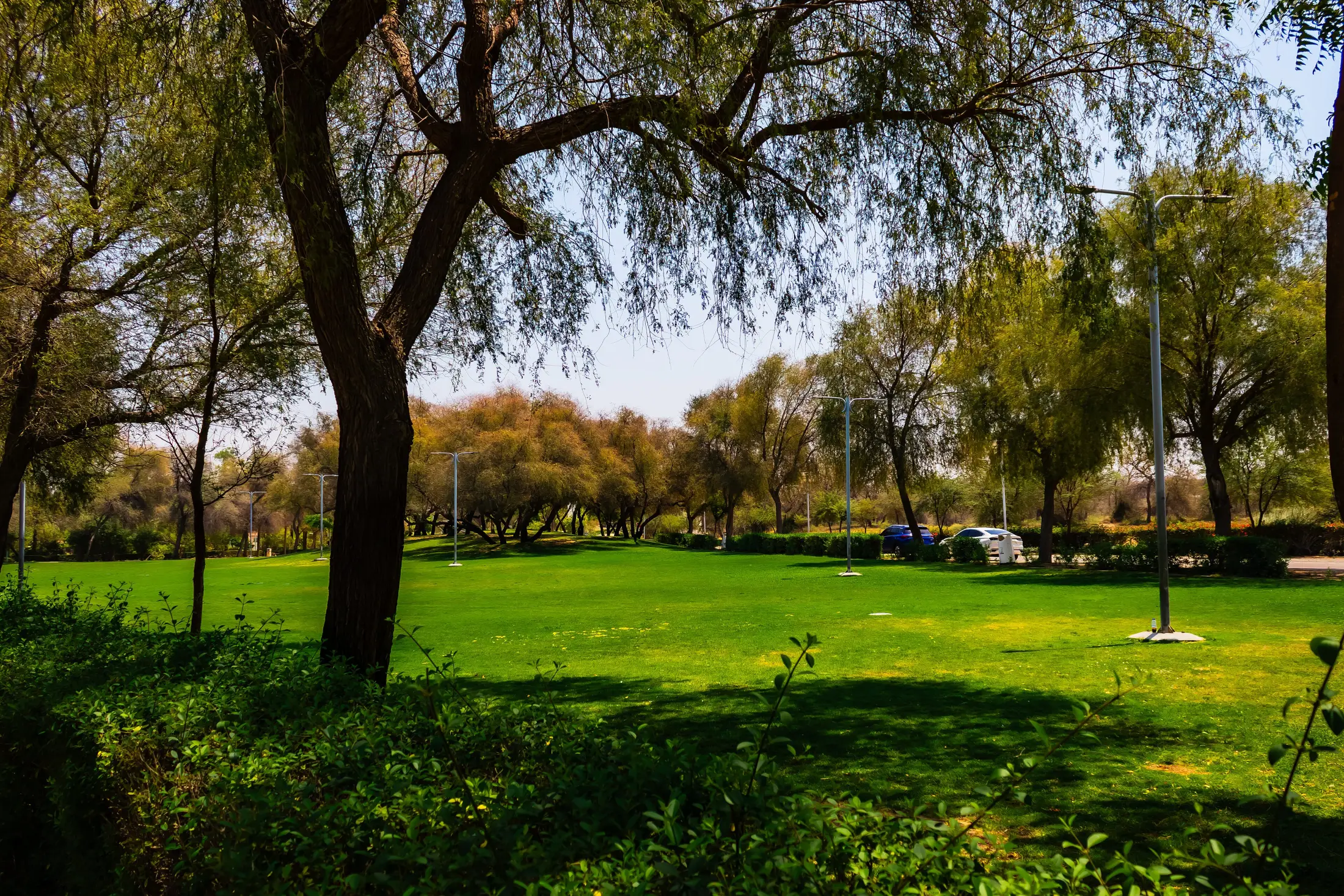 Mature trees and lawns in Mushrif Park, beside Mirdif